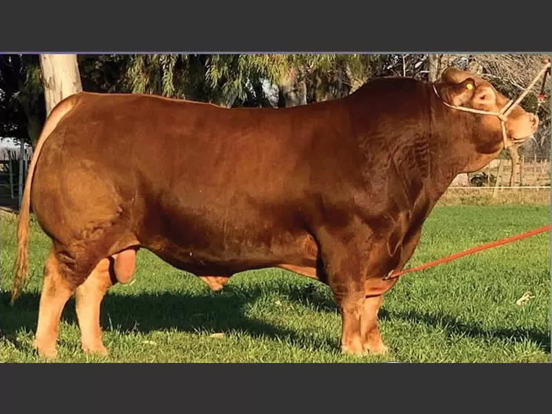 Campeón Mundial Limousin