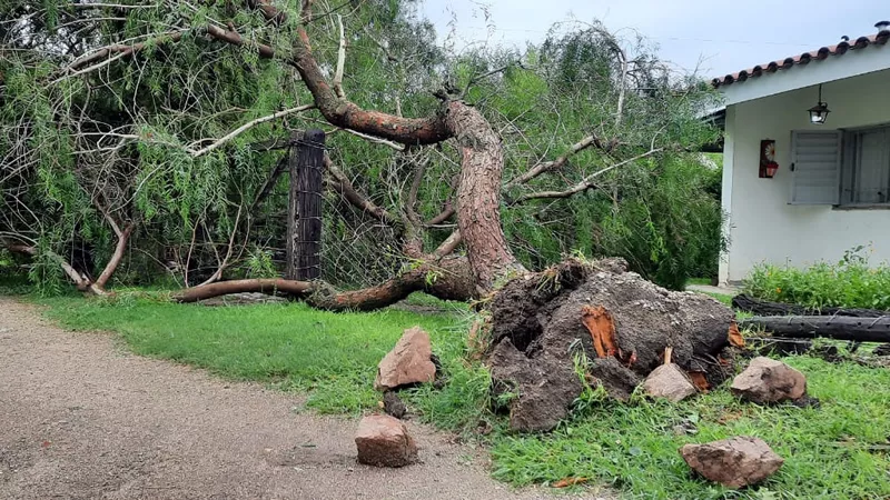 Arbol caído en Sinsacate