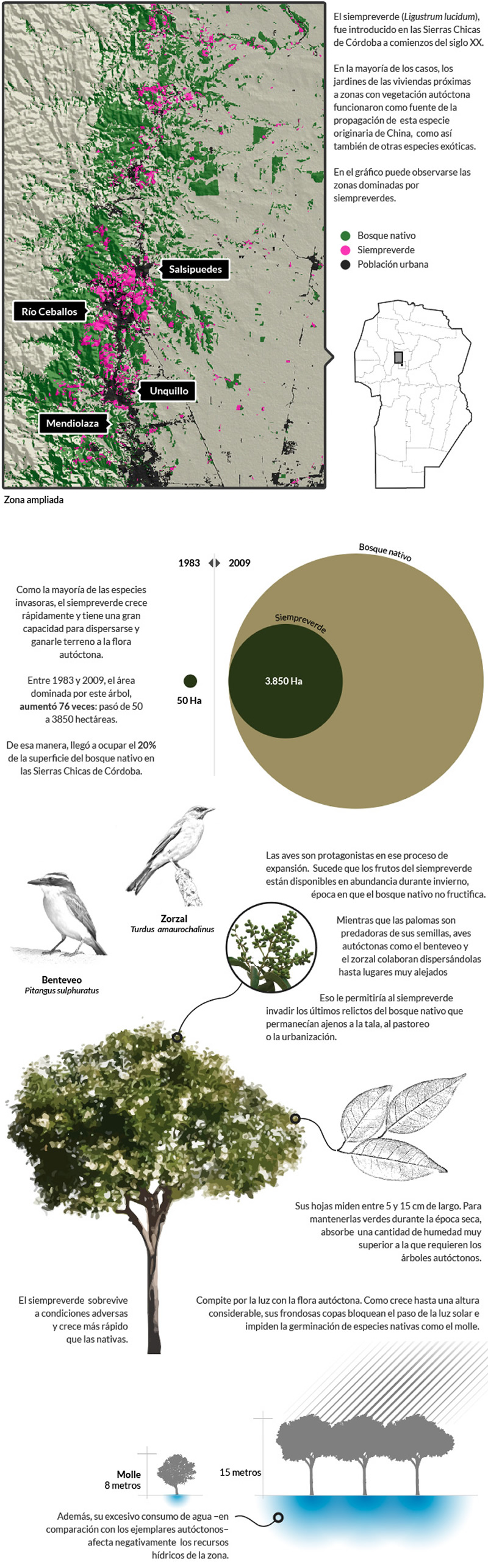 Infografía Siempre Verde