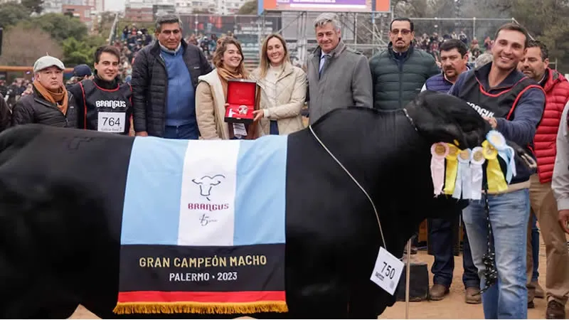 Brangus Campeón