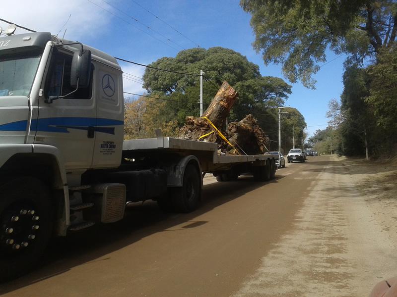 Extracción de árboles en Sinsacate