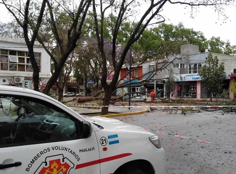 Arbol caído frente al Registro Civil de CC 2