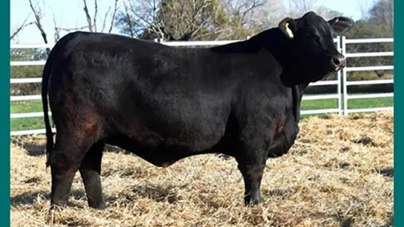 Remate Pozo de la Carreta