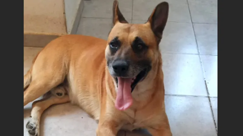 Perro muerto de un balazo