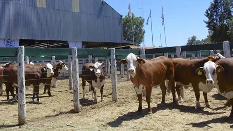Remate en la Rural