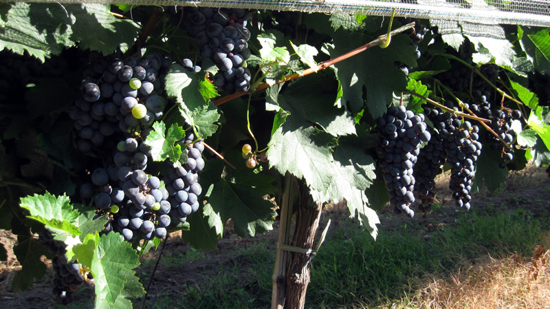 Viñedo