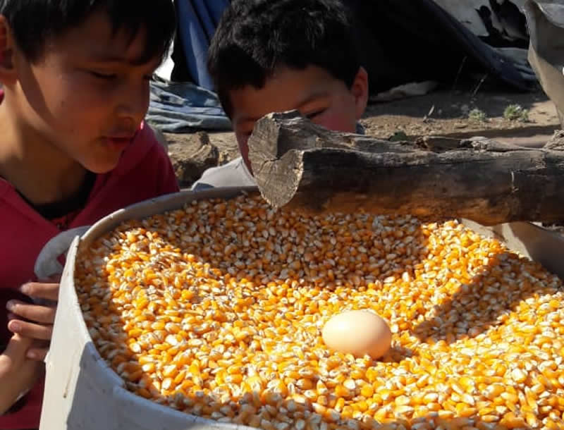 Maiz no transgénico