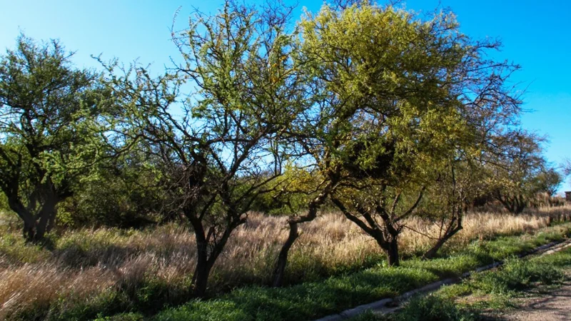 Bosque nativo