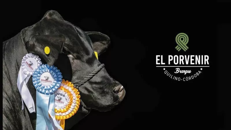 Brangus El Porvenir