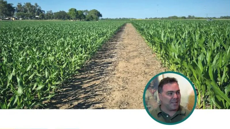 Estado de los maizales