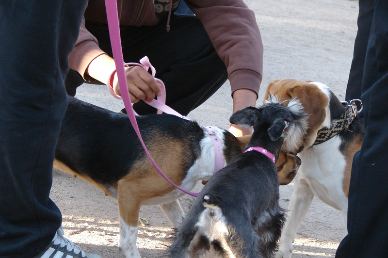 Perros