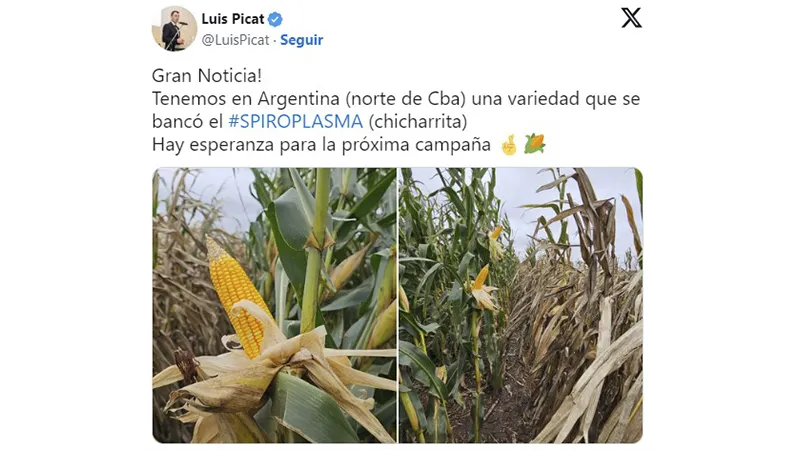 Twit sobre maiz resistente a chicharrita