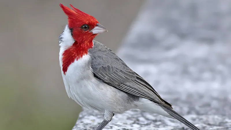 Cardenal