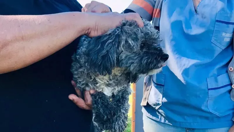 Vacunación Antirrábica (2)