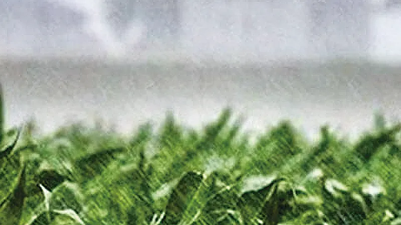 Lluvia en campo