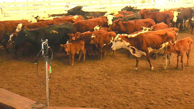 Corral con vacas