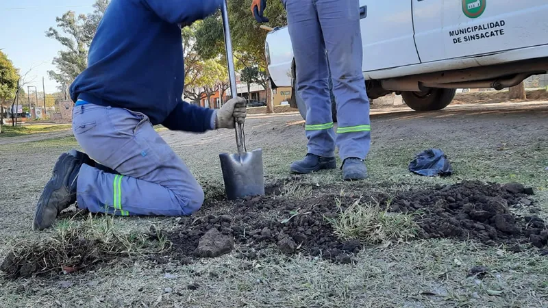Arbolado en Sinsacate