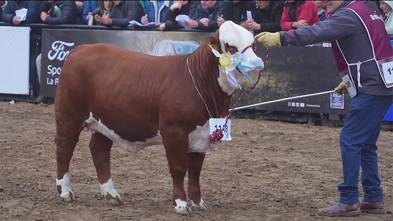 Campeona Braford