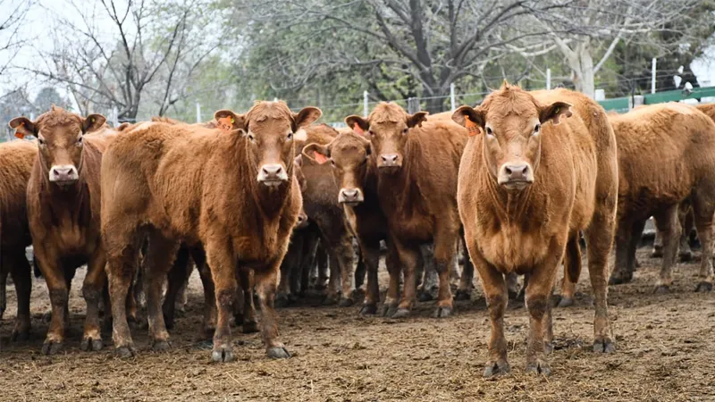 Vacas