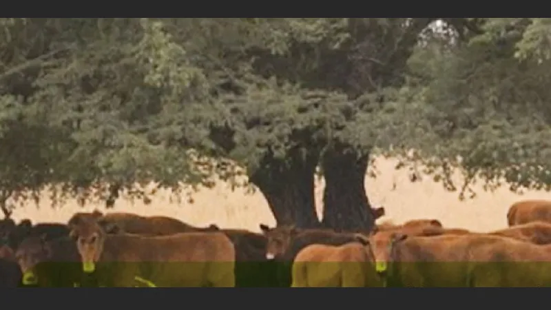 Ganadería regenerativa