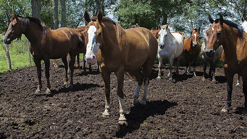 Caballos