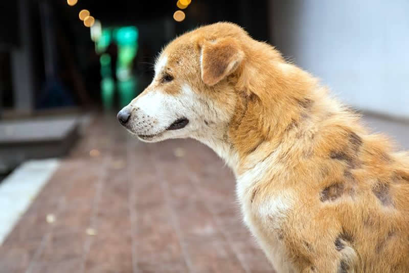 Perro con sarna