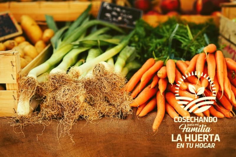 La huerta en tu hogar