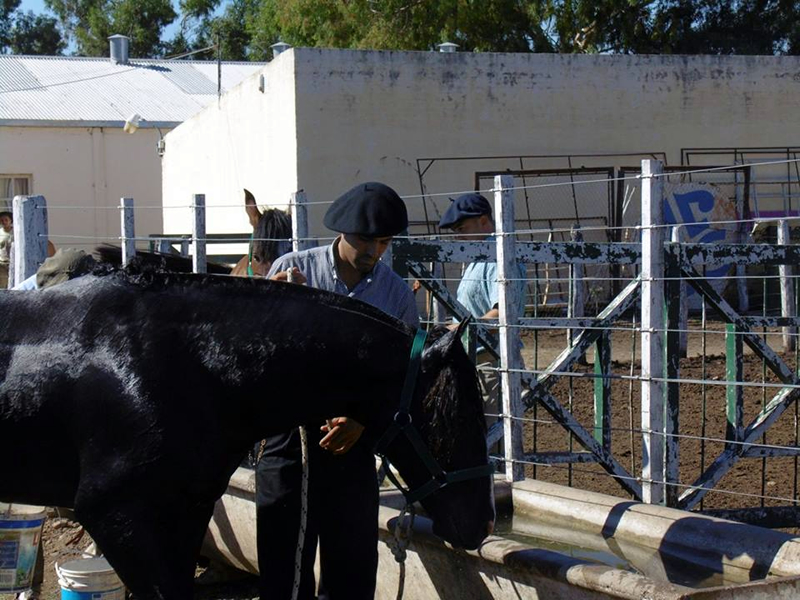 Expo de Caballos Criollos