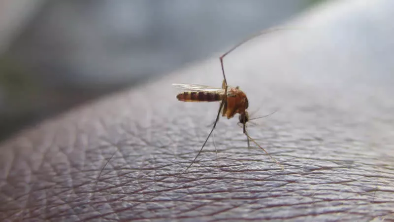 Mosquito