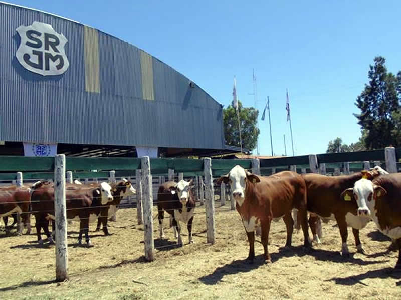 Remate de hembras en la SRJM