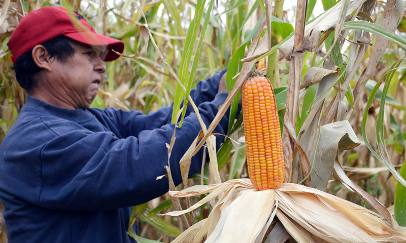 Maíz Agroecológico cosecha