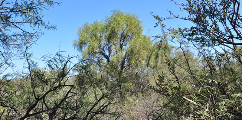 Bosque nativo