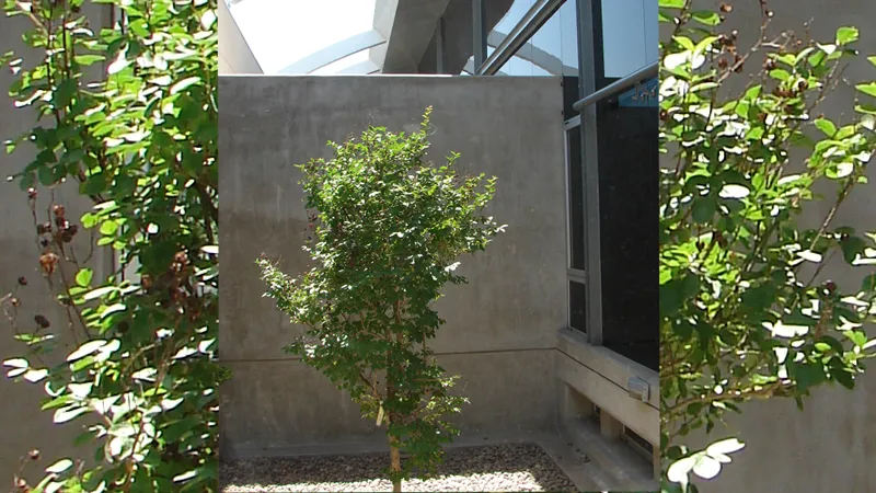 Arbol Tribunales