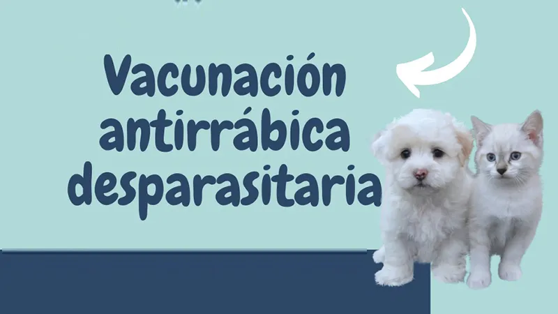 Vacunación antirrábica Sinsacate