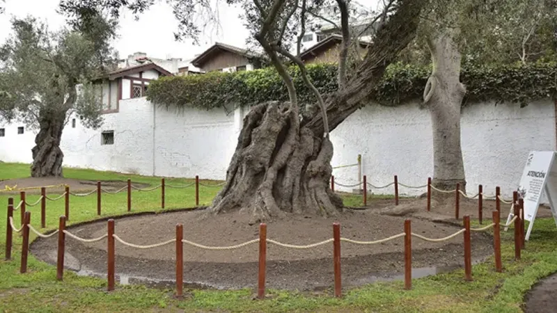 Olivo histórico