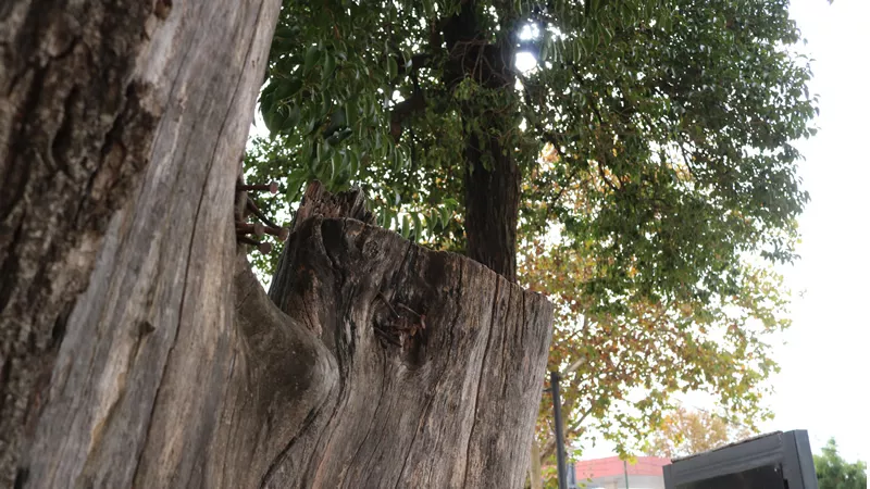 Arbol cortado