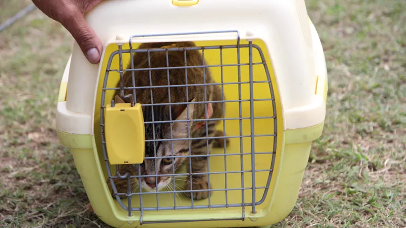 Gato para esterilizar