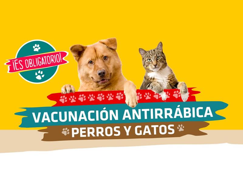 Vacunación Antirrábica en CC
