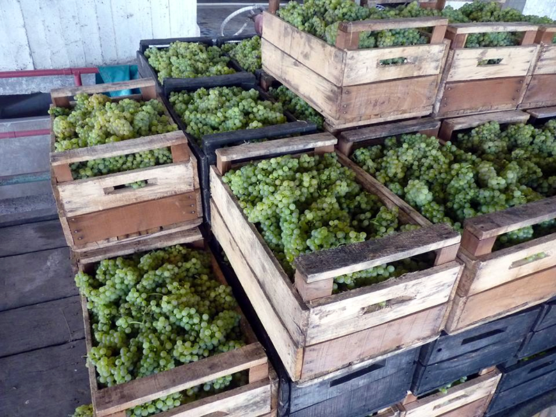 Cajones con uvas