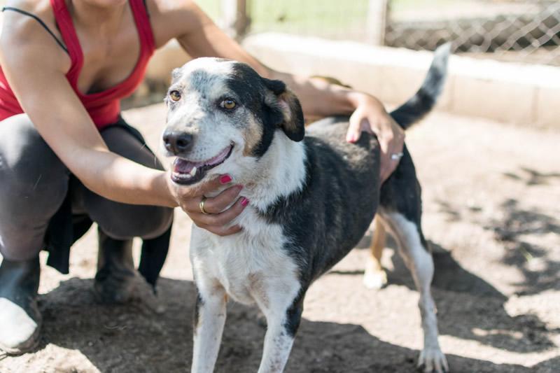Voluntariado con mascotas
