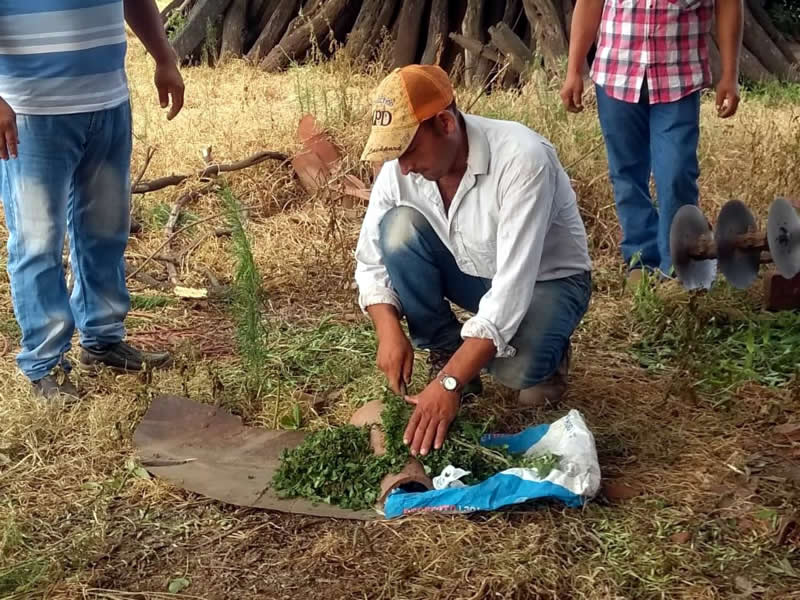 Productores hortícolas generan sus propios bioinsumos