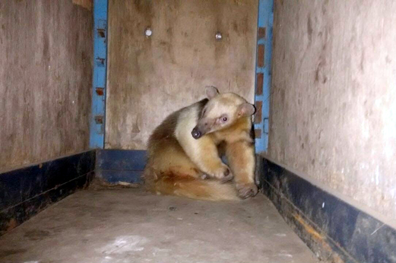 Oso melero