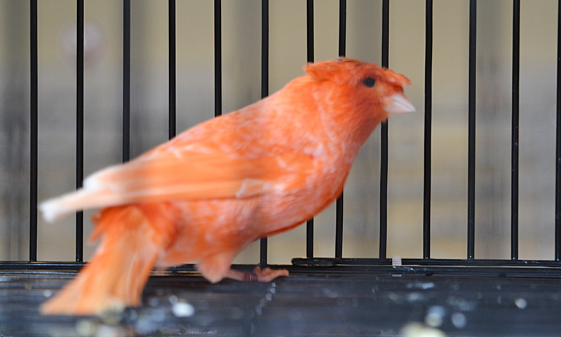 Canario
