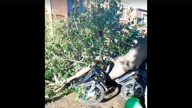 Arbol caído en geriátrico Sinsacate