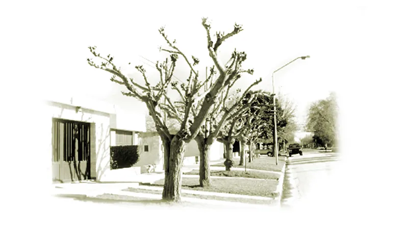 Arbolado público y poda