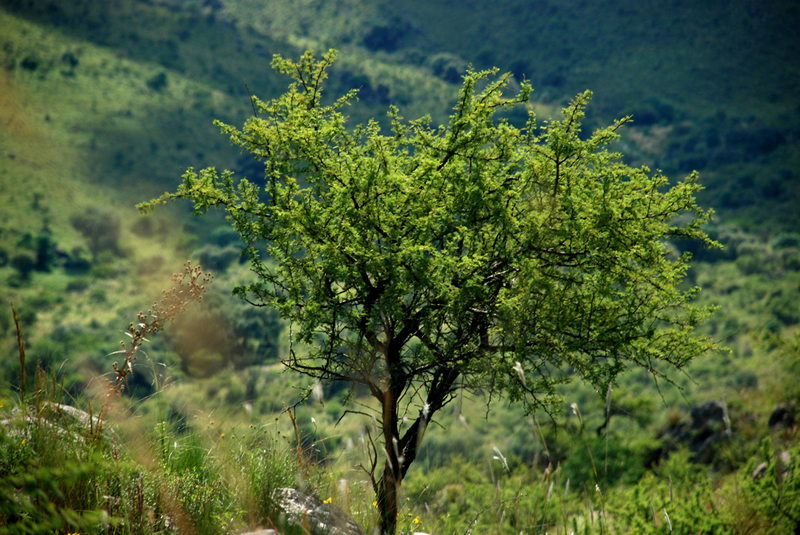 Bosque cordobés