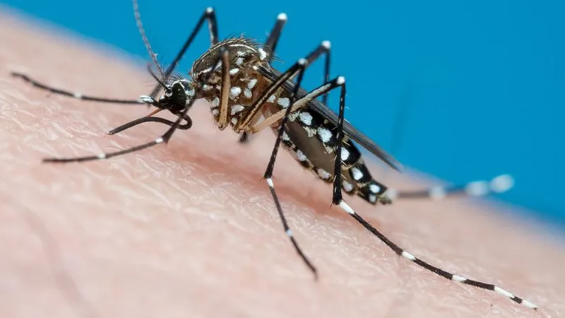 Aedes Aegypti