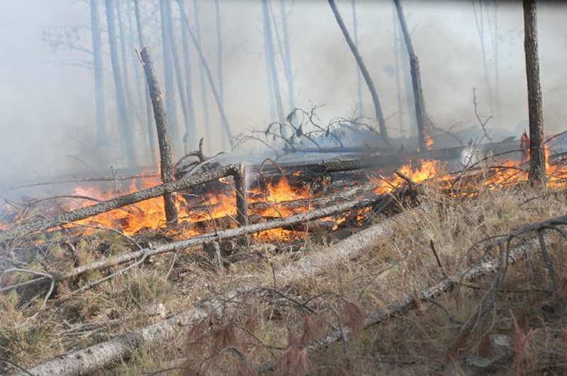 Incendio forestal