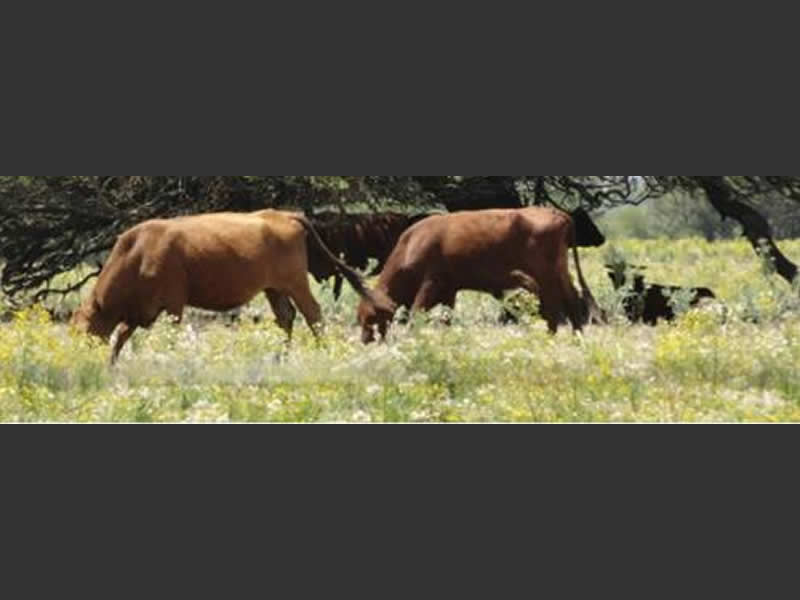 Ganadería integrada al ambiente