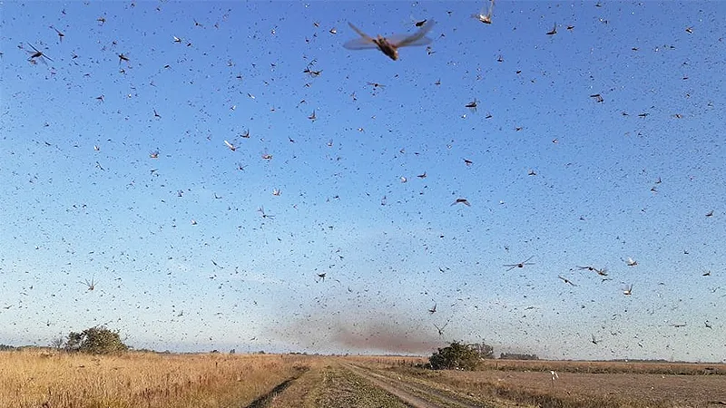 Plaga de langostas